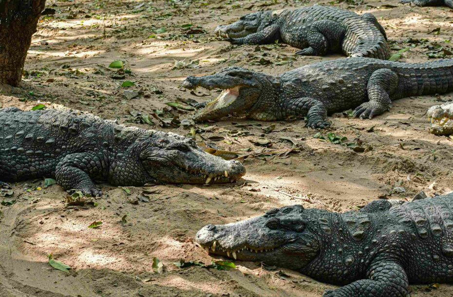 Madras Crocodile Bank Trust, Chengalpattu, Tamil Nadu - Vushii.com